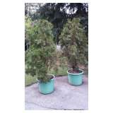 Potted Shrubs