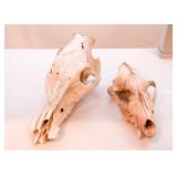 Taxidermy - Skulls & Bones