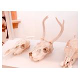 Taxidermy - Skulls & Bones
