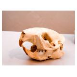 Taxidermy - Skulls & Bones