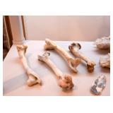 Taxidermy - Skulls & Bones
