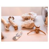 Taxidermy - Skulls & Bones, Crystal & Mineral Specimens