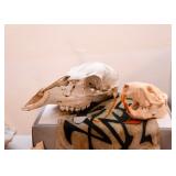 Taxidermy - Skulls & Bones
