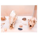Taxidermy - Skulls & Bones, Crystal & Mineral Specimens