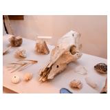 Taxidermy - Skulls & Bones, Crystal & Mineral Specimens