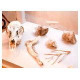 Taxidermy - Skulls & Bones, Crystal & Mineral Specimens