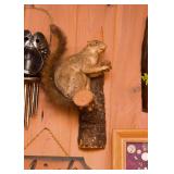 Squirrel Taxidermy