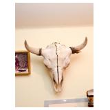 Buffalo / Bison Skull Taxidermy
