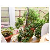 Tropical Potted Plants