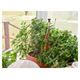 Tropical Potted Plants