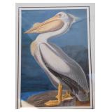 Large Framed Audubon Prints