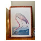 Large Framed Audubon Prints