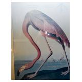 Large Framed Audubon Prints