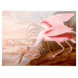 Large Framed Audubon Prints
