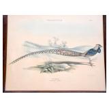 Antique Framed Prints