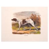 Vintage Framed Dog Prints