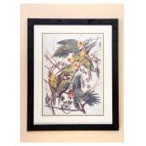 Framed Audubon Print