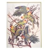 Framed Audubon Print