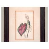 Antique Framed Botanical Print