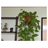 House Plants, Wall Shelves