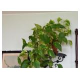 House Plants, Wall Shelves