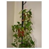 Multi-Tier Plant / Display Stand & Houseplants