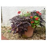 Potted Planters / Garden Plants