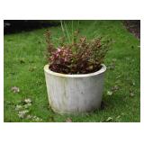 Potted Planters / Garden Plants