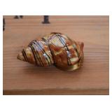 Limoges Pill Box (Conch Shell)
