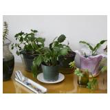 Live Plants, Houseplants