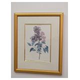 Framed Botanical Prints - Lilac