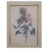 Framed Botanical Prints - Lilac