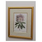 Framed Botanical Prints - Rhododendrum