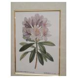 Framed Botanical Prints - Rhododendrum