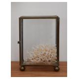 Brass & Glass Display Case with Coral Specimen (Case approx. 5" H x 3.75" L x 2.25" Deep)