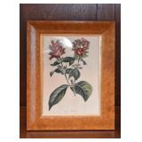 Framed Botanical / Floral Print