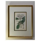 Framed Botanical Print
