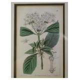 Framed Botanical Print