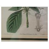 Framed Botanical Print