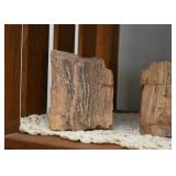 Petrified Wood Specimens