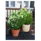 Potted Hibiscus Plants
