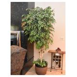 Artificial Ficus Tree / Houseplant