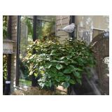 Hanging Plants