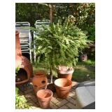 Flower Pots, Potted Plants