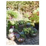 Flower Pots with Succulents (3 pots are SOLD)