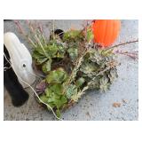 Hanging Baskets with Succulents