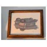 Framed Prints (Ducks)