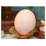 Real Ostrich Egg