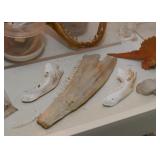 Animal Bones