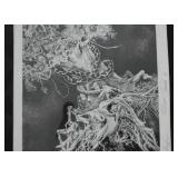 Original Artwork, Signed